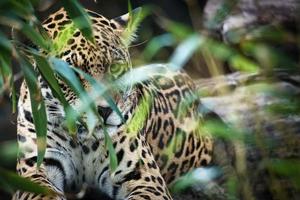 jaguar deitado atrás da grama. pêlo manchado, camuflado à espreita. o grande felino é um predador. foto