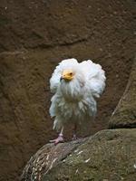 retrato de abutre de sujeira. penteado selvagem. pássaro abutre sentado em uma pedra. pássaro foto