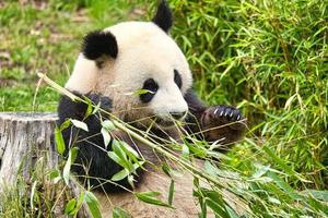 grande panda sentado comendo bambu. espécies em perigo. mamífero preto e branco foto