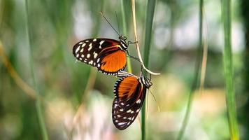 borboleta colorida em uma folha, flor. elegante e delicado. padrão detalhado de asas. foto
