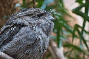 um pequeno kautz em um tronco de árvore. olhos fechados e dormindo. animal foto coruja pássaro.