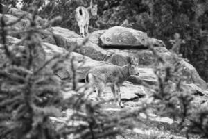 família ibex em preto e branco em rochas na natureza. chifre grande em mamífero. foto