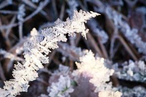 cristais de gelo que se formaram em folhas de grama. formas estruturalmente ricas e bizarras surgiram. foto