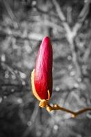 as árvores de magnólia são um verdadeiro esplendor na época de floração. uma natureza atraente foto