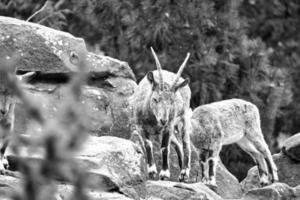 família ibex em preto e branco em rochas na natureza. chifre grande em mamífero. ungulados foto