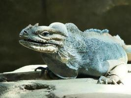 grande iguana deitado sobre uma pedra. pente espinhoso e pele escamosa. foto animal