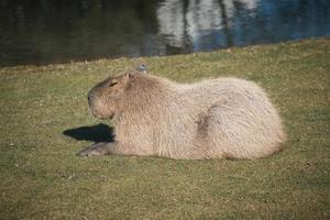 capivara encontra-se no prado. grande roedor da américa do sul. animal mamífero foto