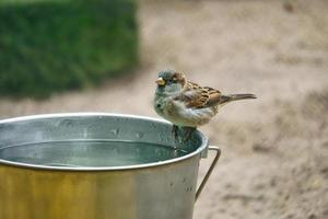 pardal tomando banho em um balde de água. espécies em perigo. lindo passarinho. animal foto