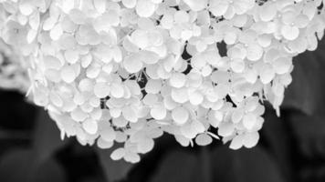flor branca com muitas flores retratadas em preto e branco. foto