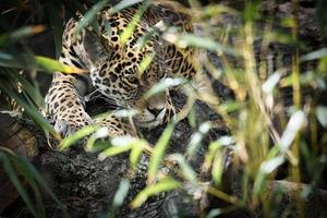 jaguar deitado atrás da grama. pêlo manchado, camuflado à espreita. o grande felino é um predador. foto