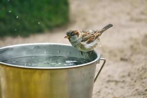 pardal tomando banho em um balde de água. espécies em perigo. lindo passarinho. animal foto