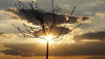 árvore jovem nua através da qual os raios do sol brilham, com céu nublado. foto