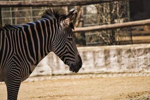 zebra do zoológico de berlim na alemanha foto