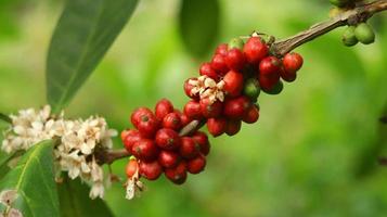 cerejas de café vermelhas nos galhos e maduras para que estejam prontas para serem colhidas. fruto de café da ilha de java indonésia. foto