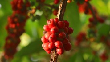 cerejas de café vermelhas nos galhos e maduras para que estejam prontas para serem colhidas. fruto de café da ilha de java indonésia. foto