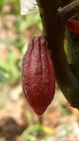vagem de cacau vermelho na árvore no campo. cacau ou theobroma cacao l. é uma árvore cultivada em plantações originárias da América do Sul, mas agora é cultivada em várias áreas tropicais. Java, Indonésia. foto
