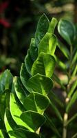 close-up da planta zamioculcas zamiifolia, gema zanzibar ou palmeira esmeralda. conhecida como planta do dólar ou planta zz. fundo verde da natureza. foto