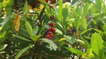 cerejas de café vermelhas nos galhos e maduras para que estejam prontas para serem colhidas. fruto de café da ilha de java indonésia. foto