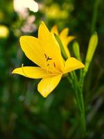 lindo lírio amarelo com lindo bokeh. folhas verdes completam a harmonia de cores. foto