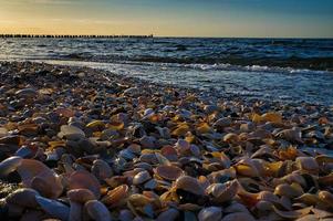 na praia em zingst. conchas estão na areia em frente ao mar do mar báltico foto