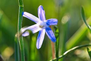 jacinto estrela comum são flores precoces que anunciam a primavera. florescer na época da páscoa. foto