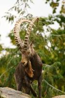 íbex masculino em uma rocha na natureza. chifre grande em mamífero. ungulados escalando as montanhas foto