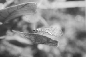 inseto com asas transparentes em uma folha em preto e branco. foto macro