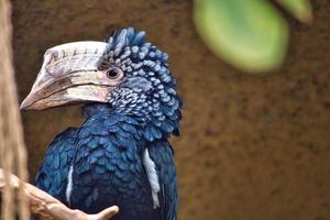 bico de chifre de bochechas prateadas sentado em um galho. plumagem colorida. pássaro australiano. foto