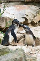 beijando o pinguim. pássaros pretos e brancos como casal em terra. foto de animais de perto.