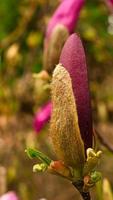 as árvores de magnólia são um verdadeiro esplendor na época de floração. uma natureza atraente foto