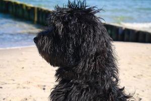 goldendoodle sentado no mar Báltico em frente ao cais com vista para o mar. Preto e bronzeado foto