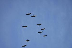 guindastes movendo-se em formação no céu. aves migratórias no darss. foto