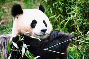 grande panda sentado comendo bambu. espécies em perigo. mamífero preto e branco foto