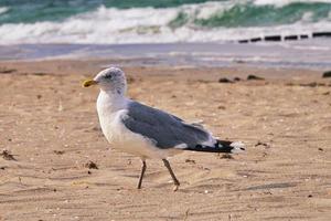 gaivota na praia. aves do mar. foto