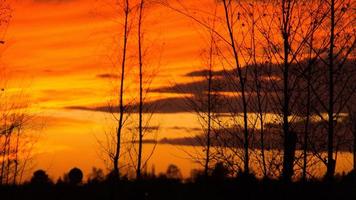 pôr do sol com céu ardente atrás das árvores. foto