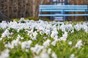 jacintos estrela são flores precoces que anunciam a primavera. campo de flores em frente ao banco. foto