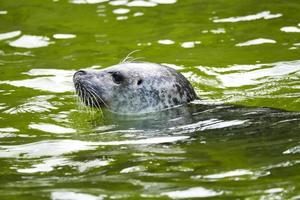 cabeça de uma foca, nadando na água. close-up do mamífero. espécies em perigo foto