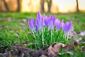 flor de açafrão em um prado, delicado e com fundo ligeiramente desfocado. foto