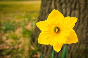 narcisos na hora da páscoa em um prado. flores brancas amarelas brilham contra a grama verde. foto