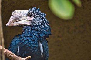 bico de chifre de bochechas prateadas sentado em um galho. plumagem colorida. pássaro australiano. foto