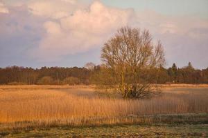 árvores por do sol nos prados em frente ao bodden em zingst. foto