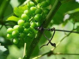 uvas em cores ricas. as vinhas com as uvas estão maduras. foto