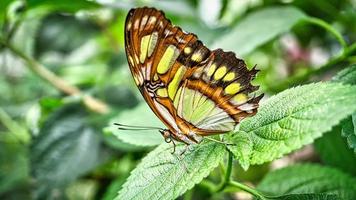 borboleta colorida em uma folha, flor. elegante e delicado. padrão detalhado de asas foto