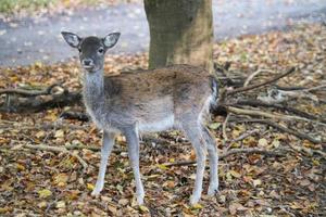 bebê de veado isolado em uma floresta decídua. foto