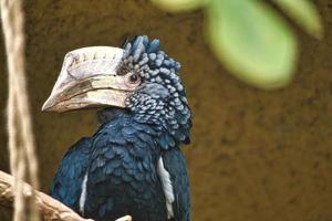 bico de chifre de bochechas prateadas sentado em um galho. plumagem colorida. pássaro australiano. foto