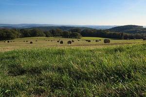 um prado cheio de fardos de palha amarrados na frente de uma borda de floresta foto