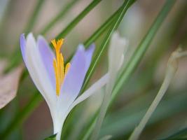 flor de açafrão em um prado, delicado e com fundo ligeiramente desfocado. foto