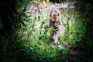 Tigre siberiano. gato grande elegante. predador em perigo. pele listrada branca, preta e laranja foto