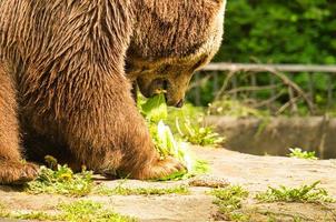 urso pardo comendo no zoológico de berlim foto