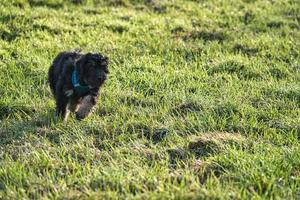 filhote de goldendoodle na cor preto e castanho. cão híbrido golden retriever poodle. foto